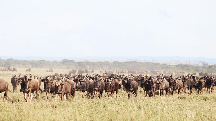 9-Day Serengeti Migration Footsteps Tanzania Safari
