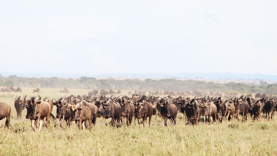 9-Day Serengeti Migration Footsteps Tanzania Safari