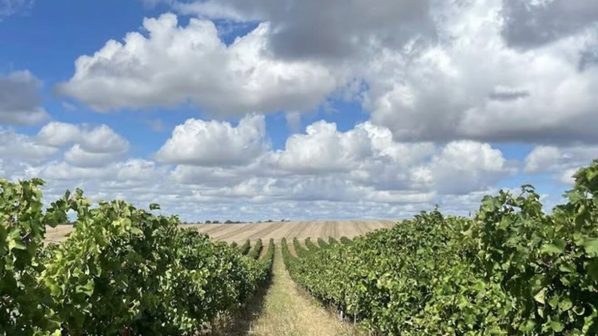Domaine de la Higuère: Besichtigung, Verkostung und Speisen- & Weinbegleitung