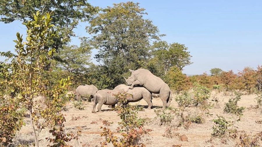 Rhino Walk
