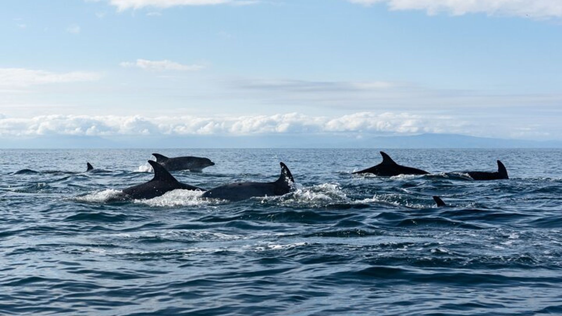 Pays Basque : Excursion en bateau de cétacés en petit groupe