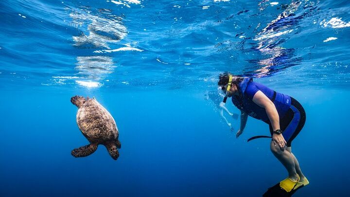 Waikiki Turtle Canyon Snorkel Tour with Turtles Guaranteed