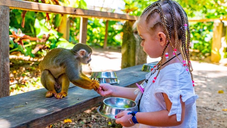 Punta Cana Zipline and Buggy Experience with Monkeyland