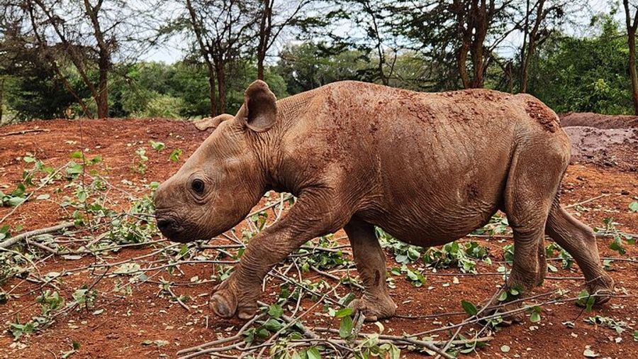 Nairobi: Elephant Orphanage, Giraffe Centre, Karen Blixen Tour
