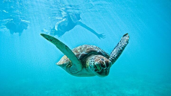 Turtle Snorkeling in Akumal: An Authentic Local Experience