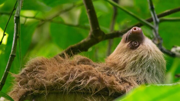 Tour of sloths, exotic birds, frogs.