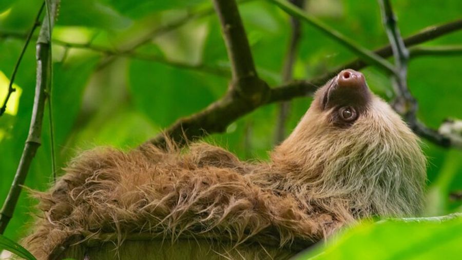 La Fortuna: Sloth and Wildlife Tour in a Primary Forest
