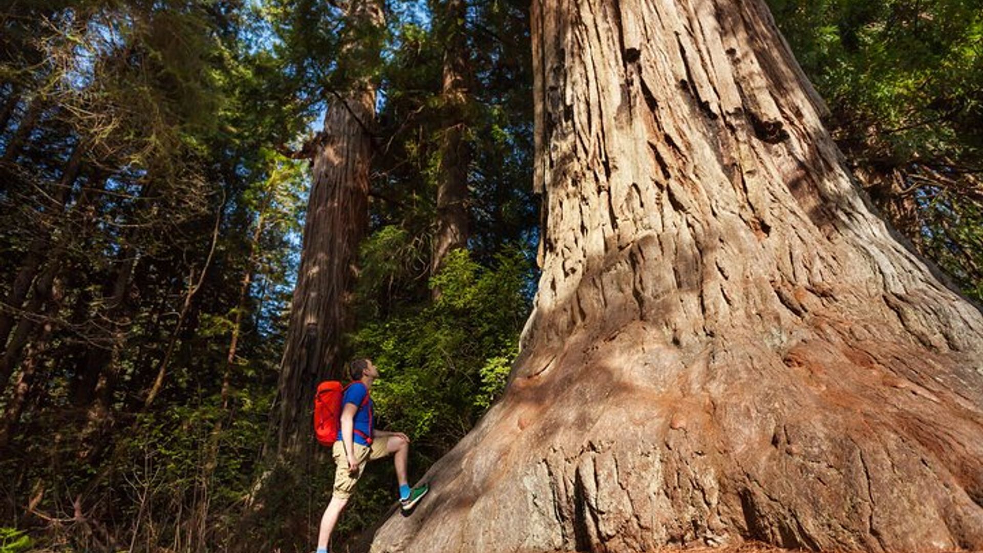 Yosemite National Park and Giant Sequoias 2-Day Tour image 3