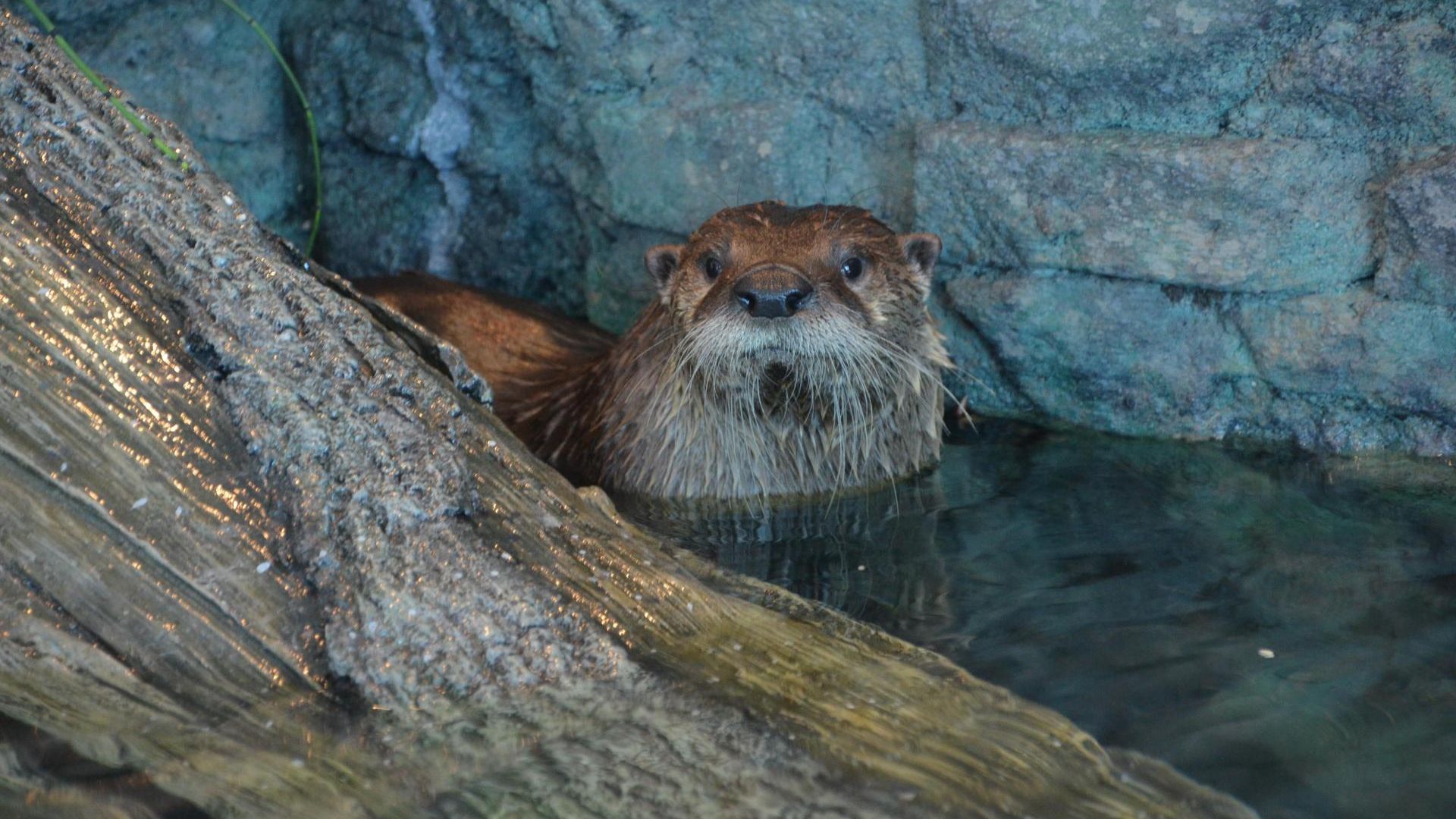 Aquarium of the Bay - Ticket Only image 3