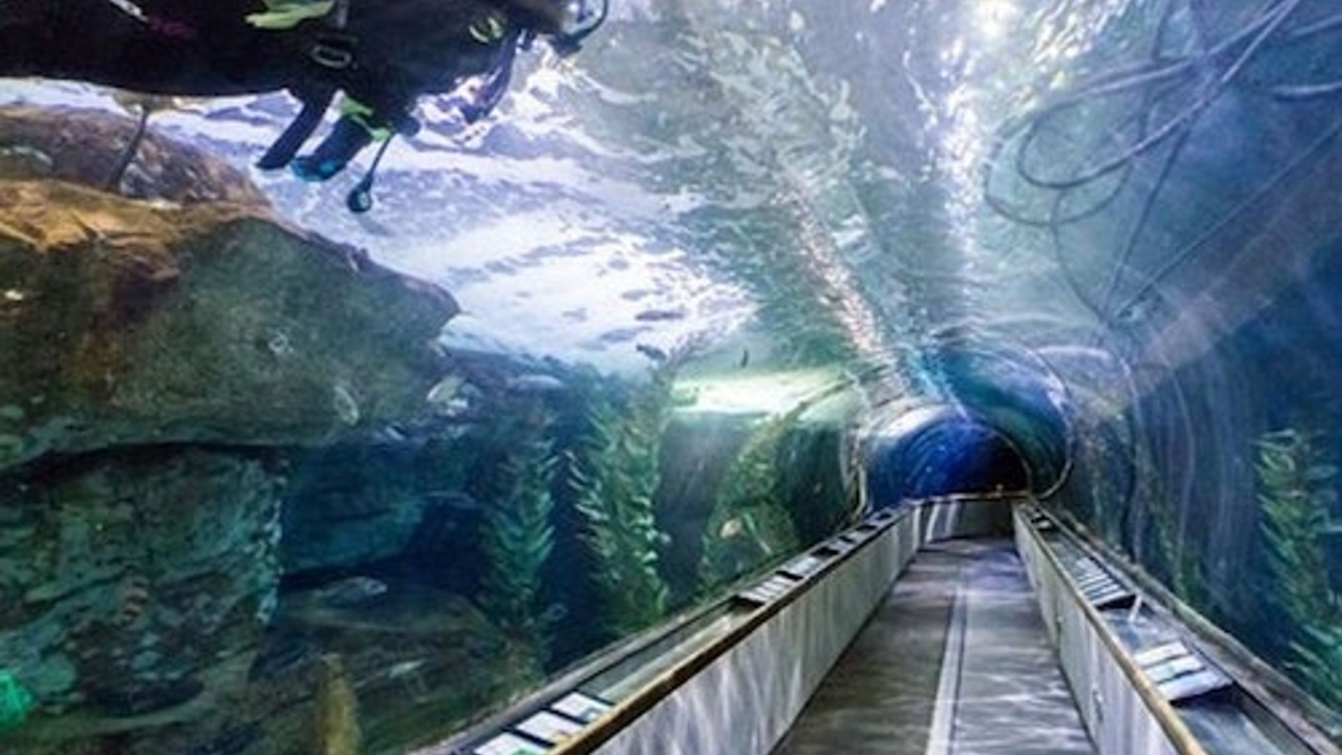San Francisco: VIP Experience at Aquarium of the Bay image 1