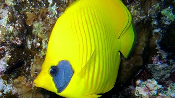 Half-Day Snorkeling Experience on Abu Dabbab Beach from Marsa Alam