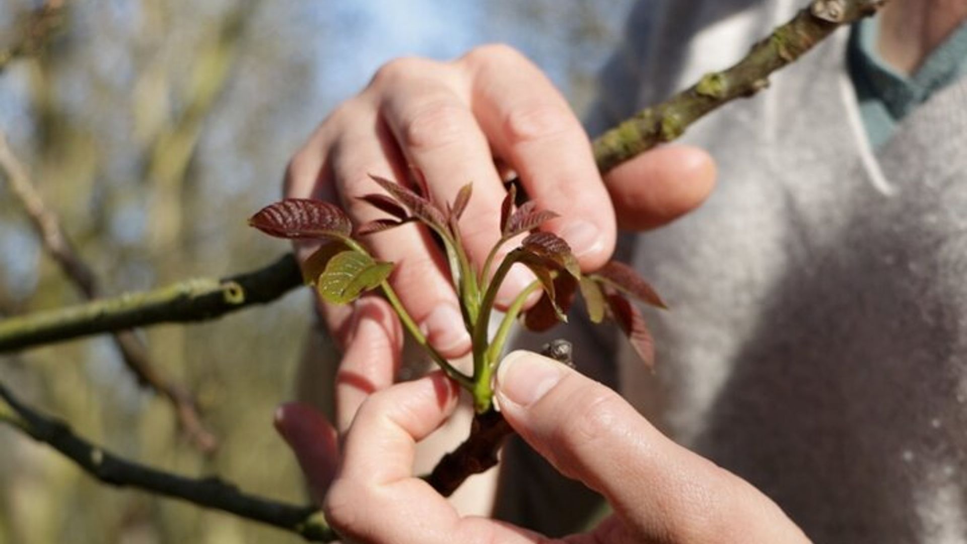 Private immersion visit to the Walnut grove with tasting