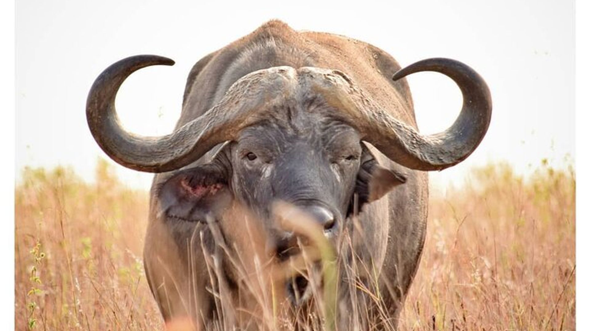 Half Day Nairobi National Park Safari