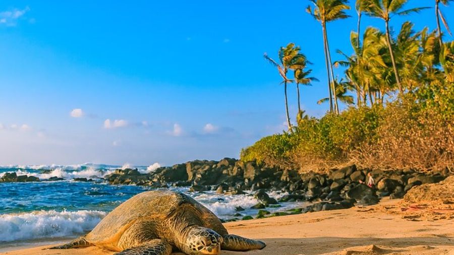 Oahu: Private Circle Island Tour Tailored to You
