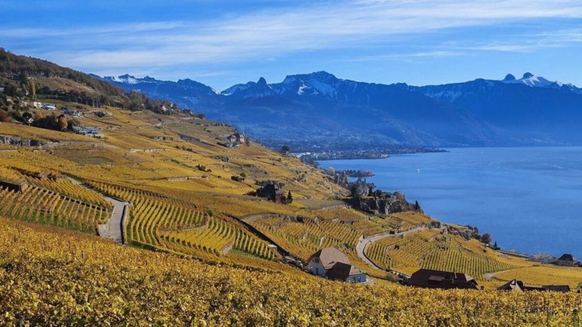 Lavaux UNESCO Vignobles et Dégustation Van privé depuis Montreux