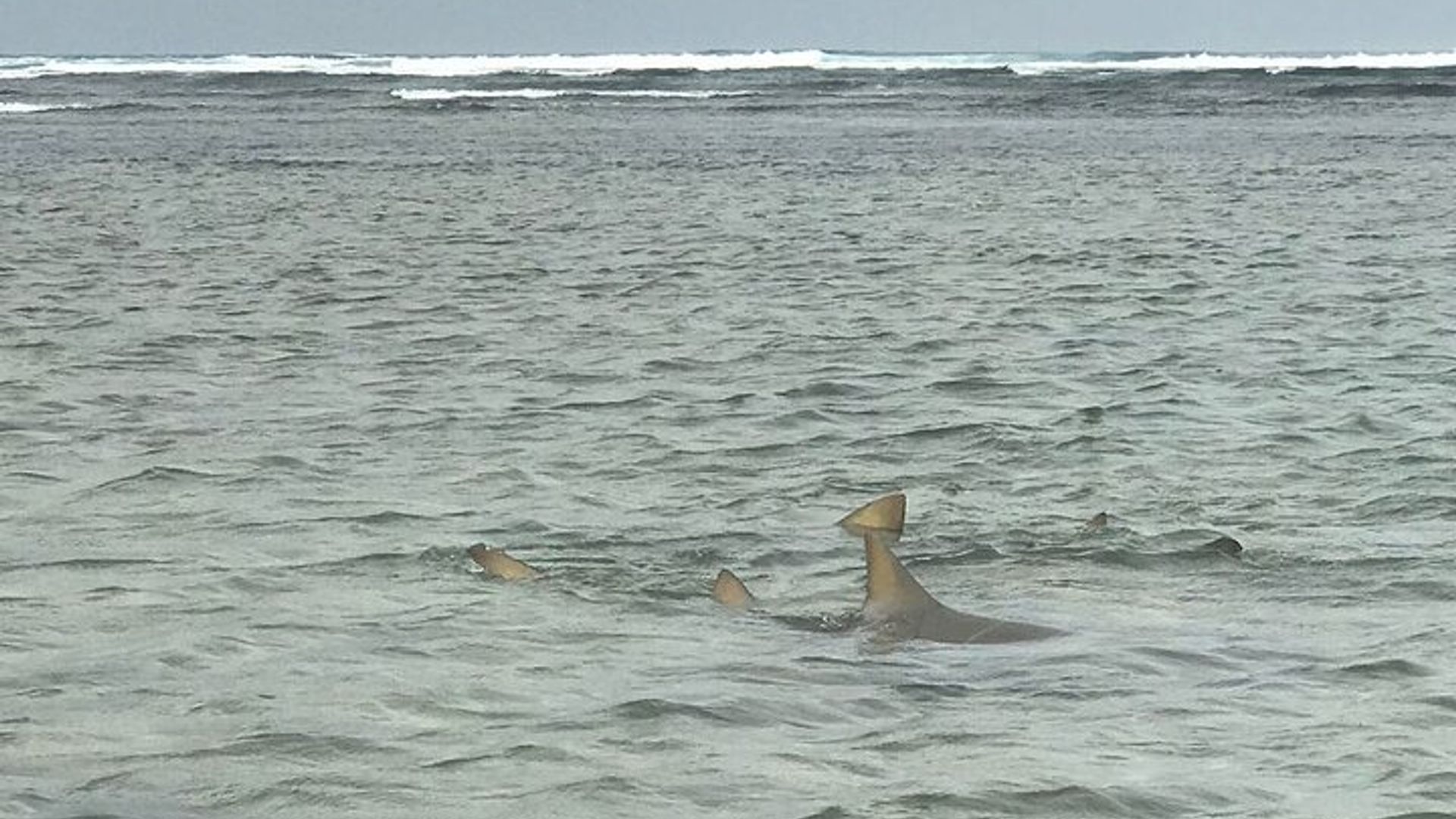 Exclusive Sal Island - Full Day Personalized for You