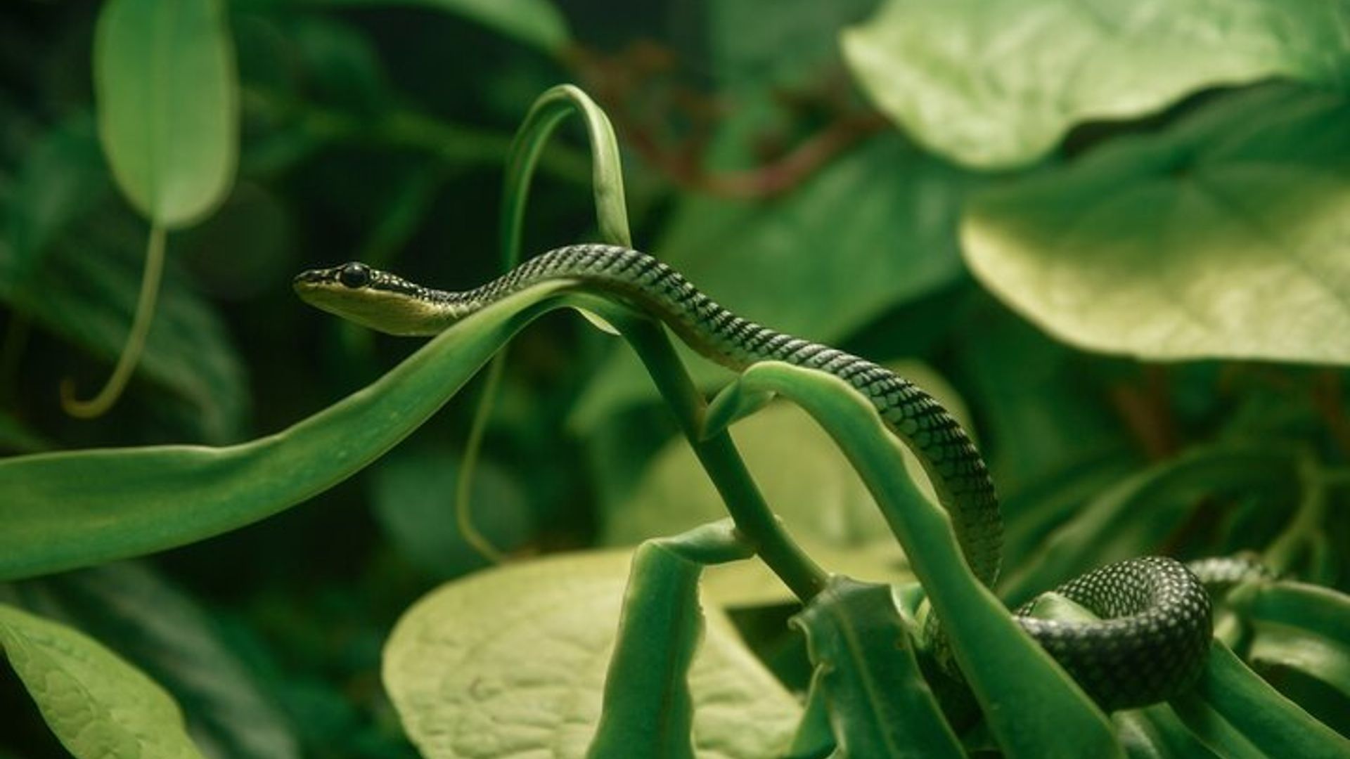 San Francisco California Academy of Sciences with Admission image 2