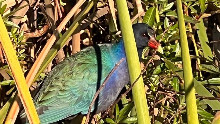 Orlando: Small Group Everglades Wildlife Airboat Tour