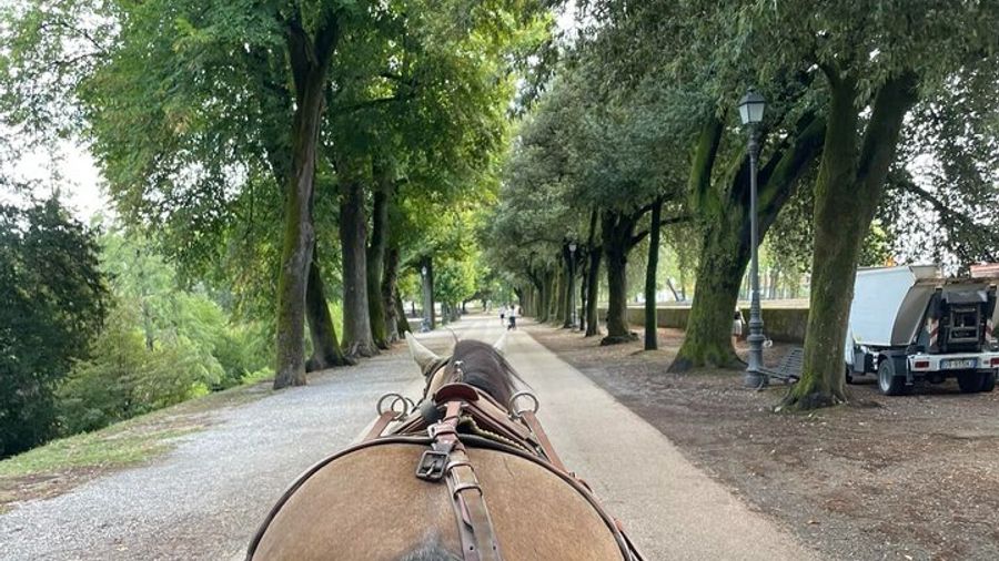 1-Hour Carriage Tour – Historic Center and Renaissance Walls