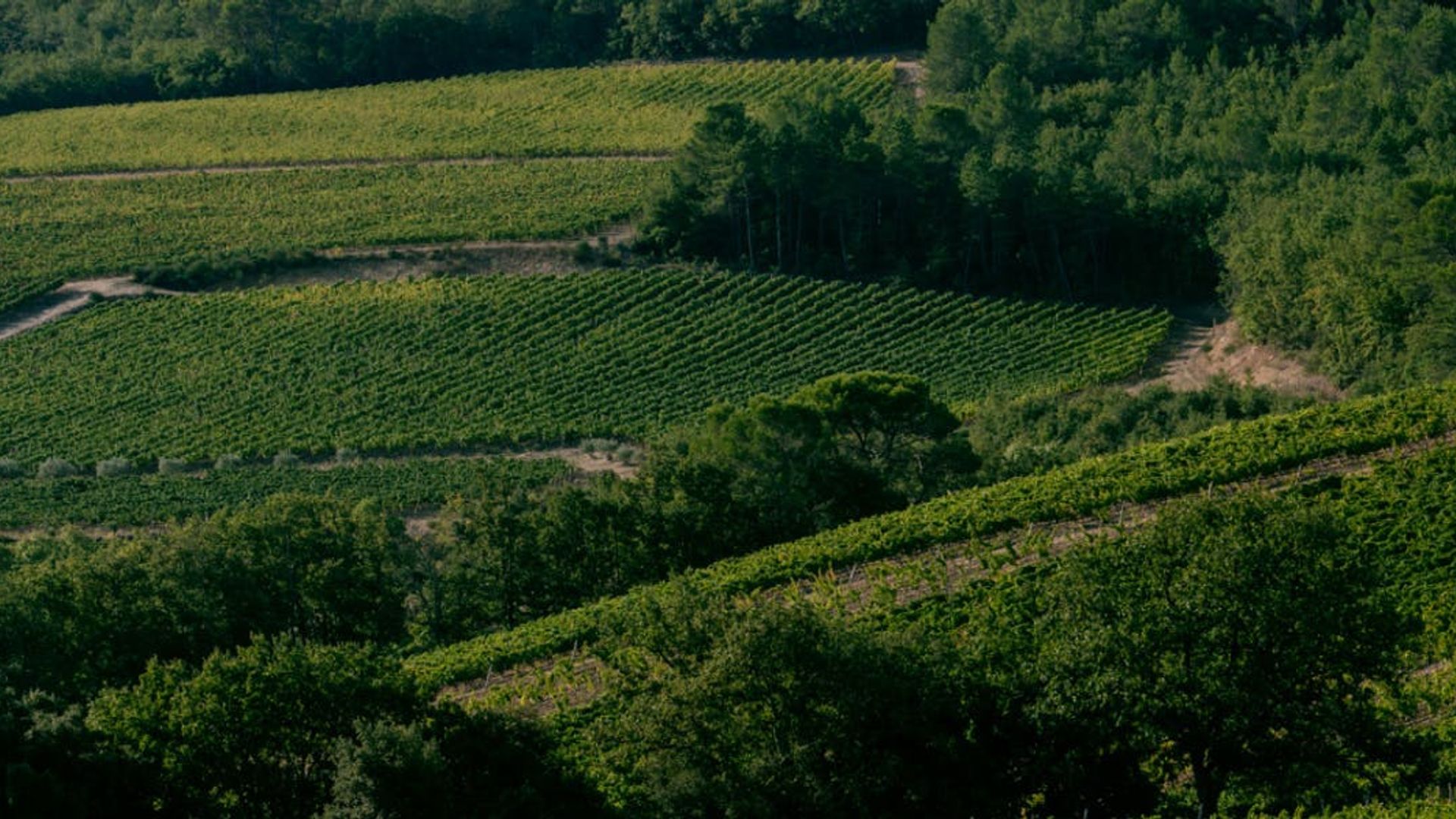 Guided tour of the cellars of Château Peyrassol in French