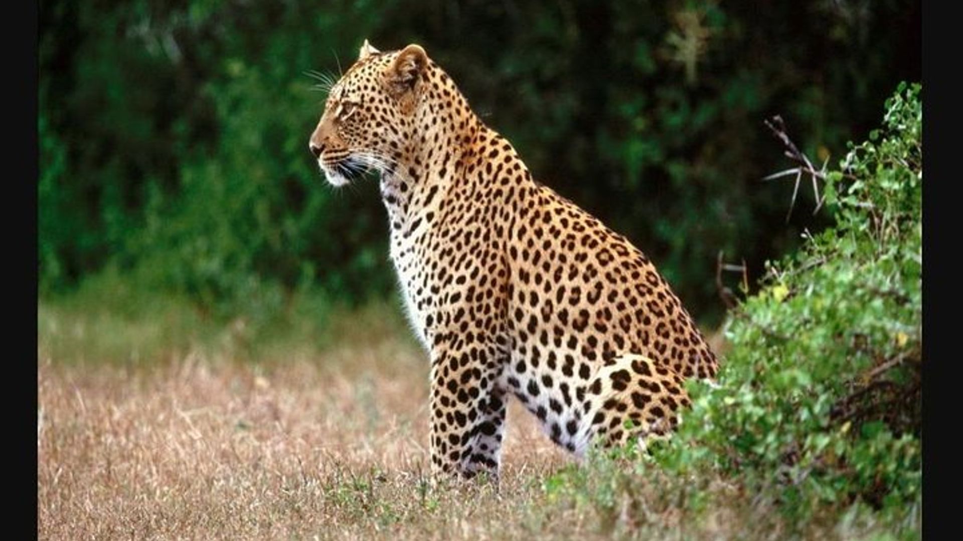 Du Cap à Durban et Garden Route - Safari privé de 7 jours