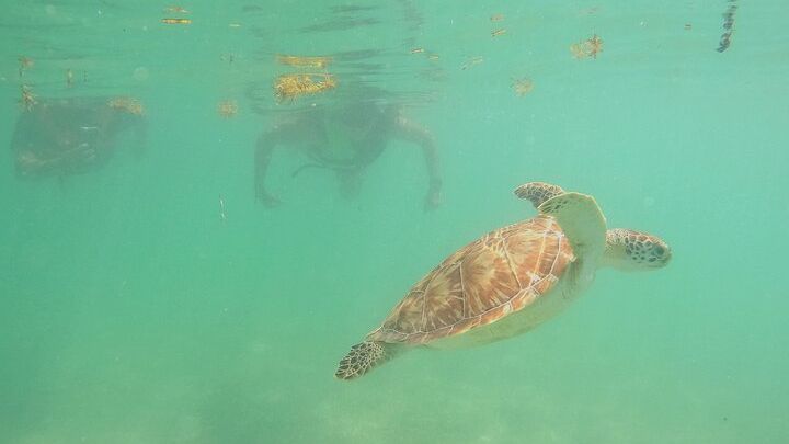 Swim with Turtles in Akumal + GoPro Photo Session