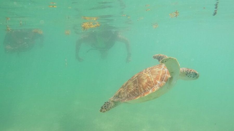 Akumal: Private Sea Turtle Snorkeling Tour With GoPro Photos