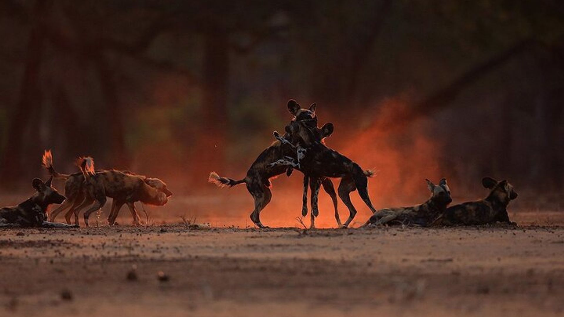 Rhino Night Drive & Bush Dinner at a Private Reserve