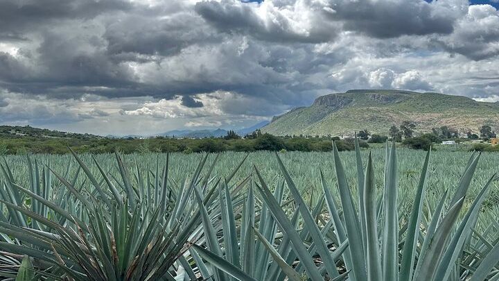 Oaxaca Private Full-Day Sightseeing Tour