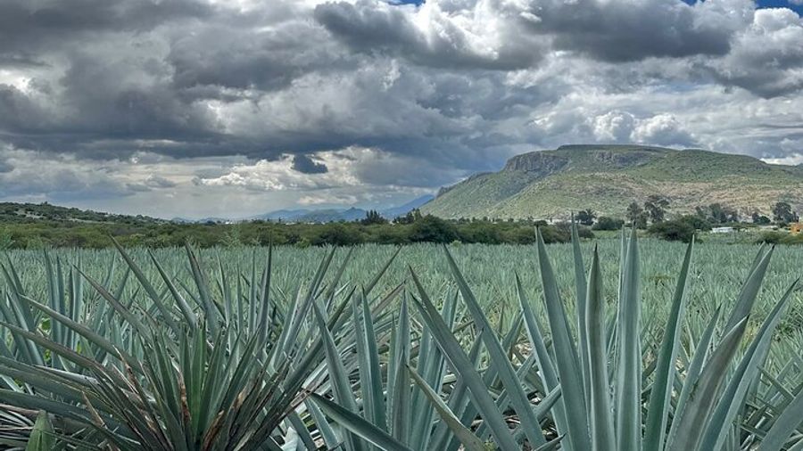 Oaxaca Private Full-Day Sightseeing Tour