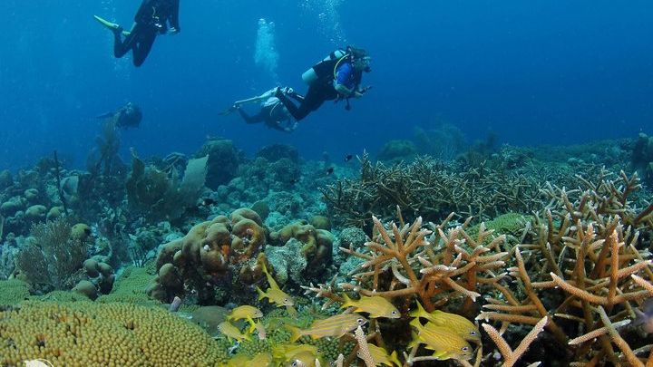Curacao 2-Tank Guided Dive to House Reef