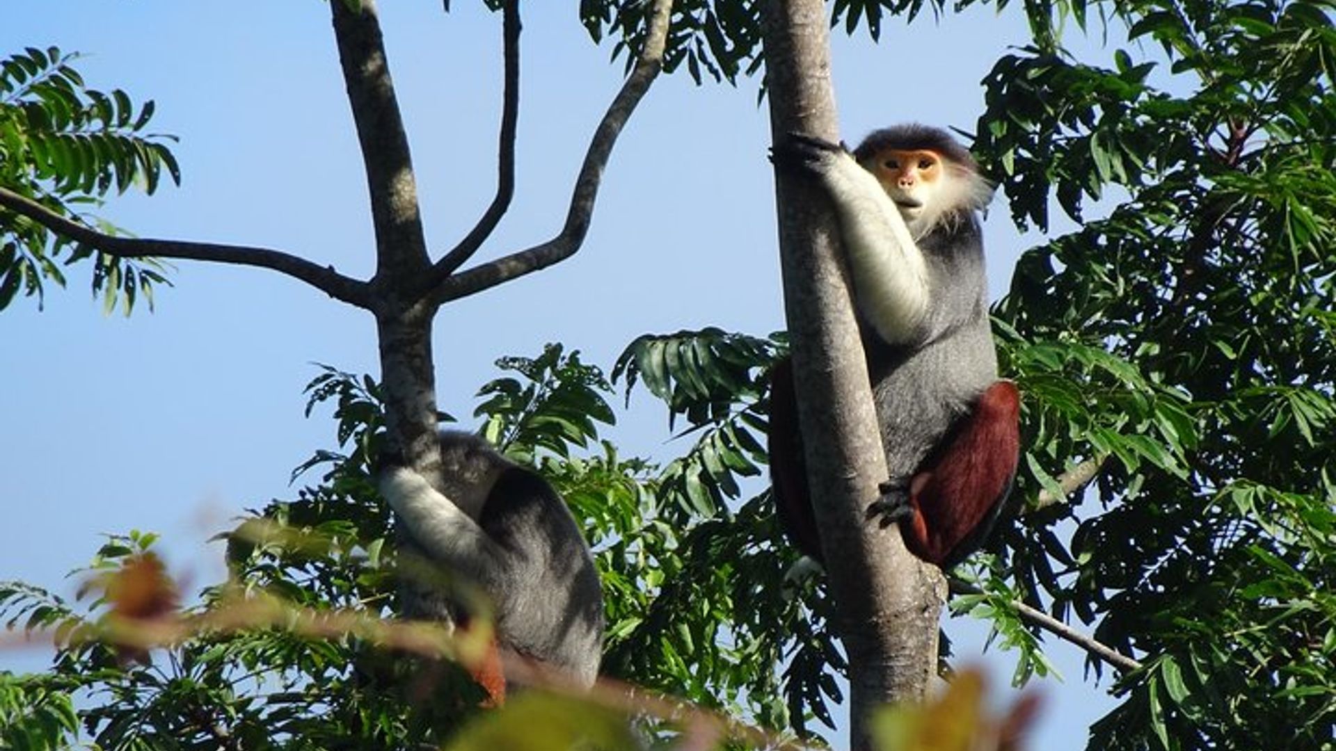Son Tra Monkey Mountain Scooter Aventure