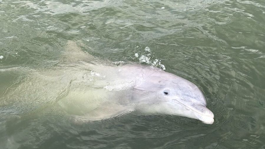 90 Minute Hilton Head Dolphin and Nature Cruise