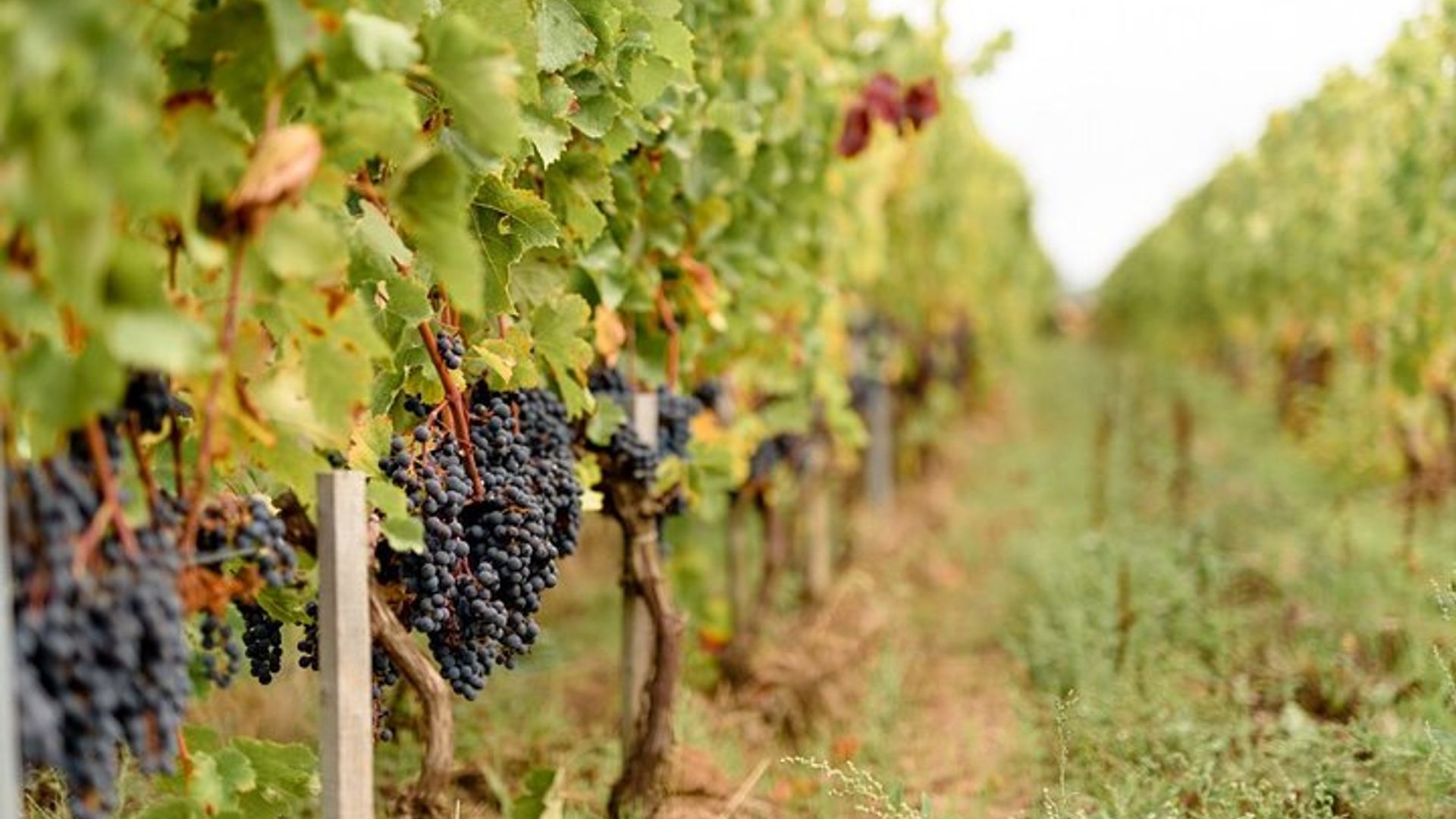 Vineyard tour and wine tasting in Davron