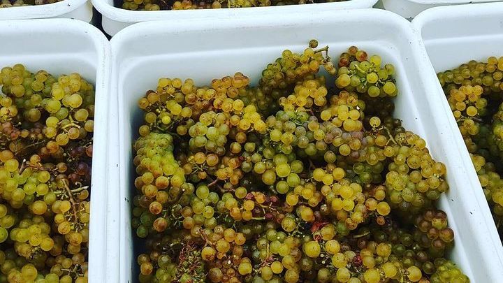 Waiheke Island Wine and Scenery Tour with Wine Tastings