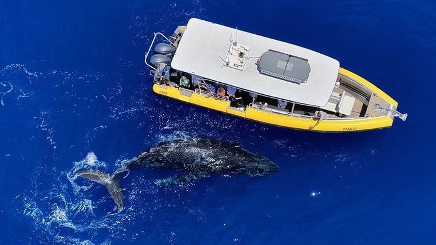 WHALES GUARANTEED Maui Whale Watching Makai Adventures