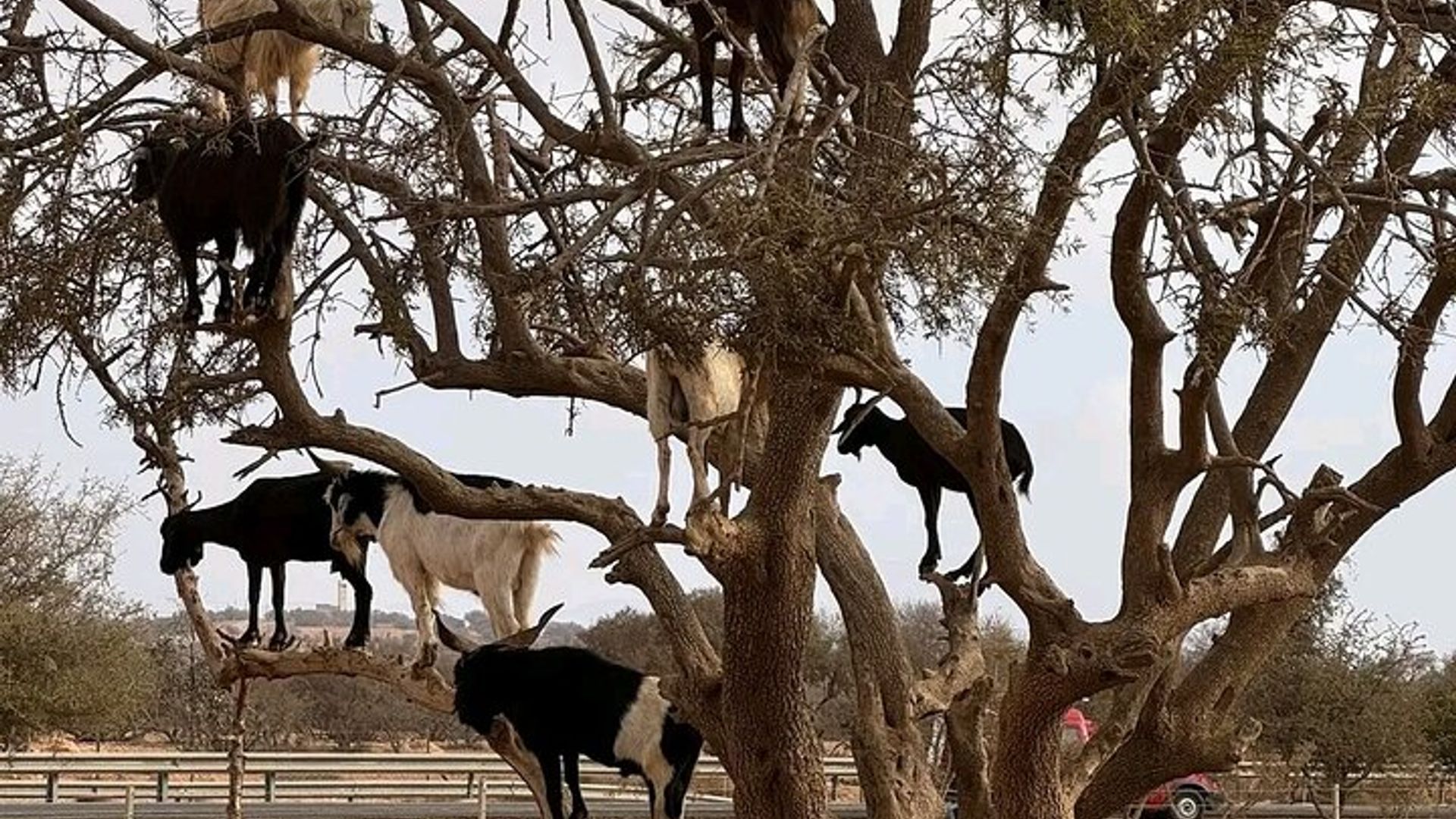 Crocoparc et chèvre grimpant dans l'arbre Agadir