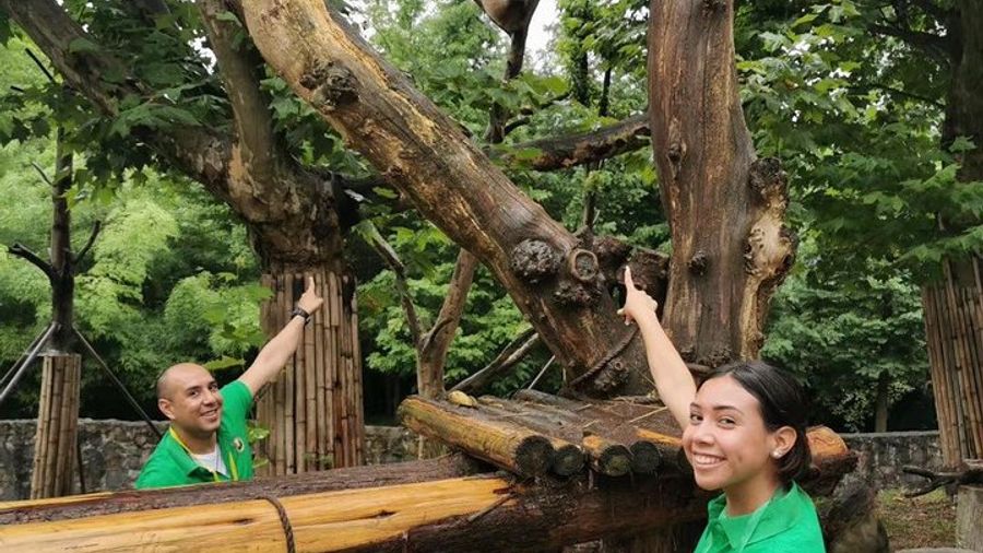 Chengdu: Dujiangyan Panda Base Private Volunteer Experience