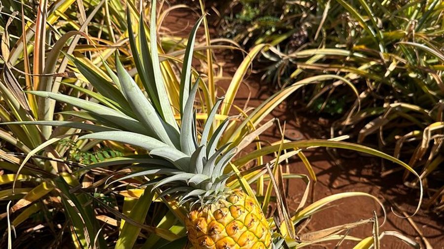 Hawaii: Small-Group, Full-Day Diamond Peak Hike and Oahu Tour