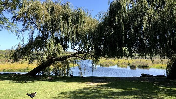 Pinnacles, Yanchep, Lake Thetis: day Tour from Perth