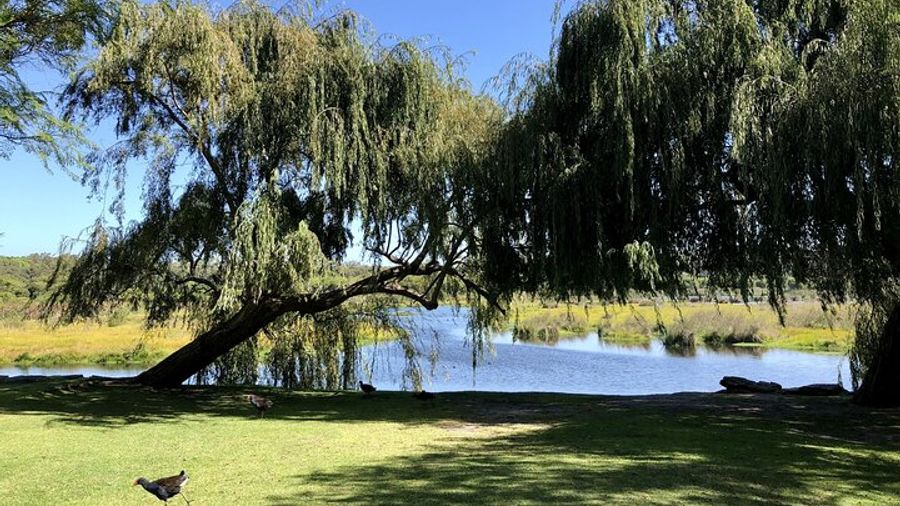 Pinnacles, Yanchep, Lake Thetis: day Tour from Perth