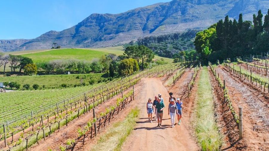 Constantia Small-Group Wine Tour With Lunch