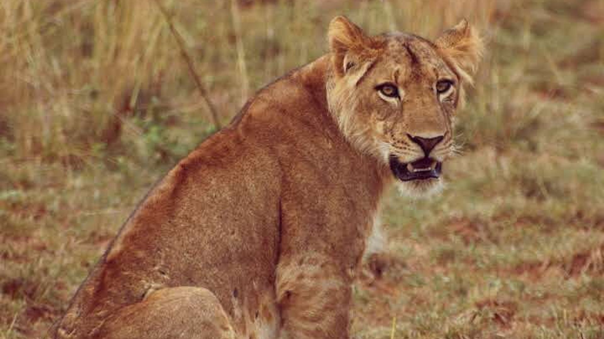 Wildlife Adventure and Boat Cruise in Murchison Falls National Park Uganda
