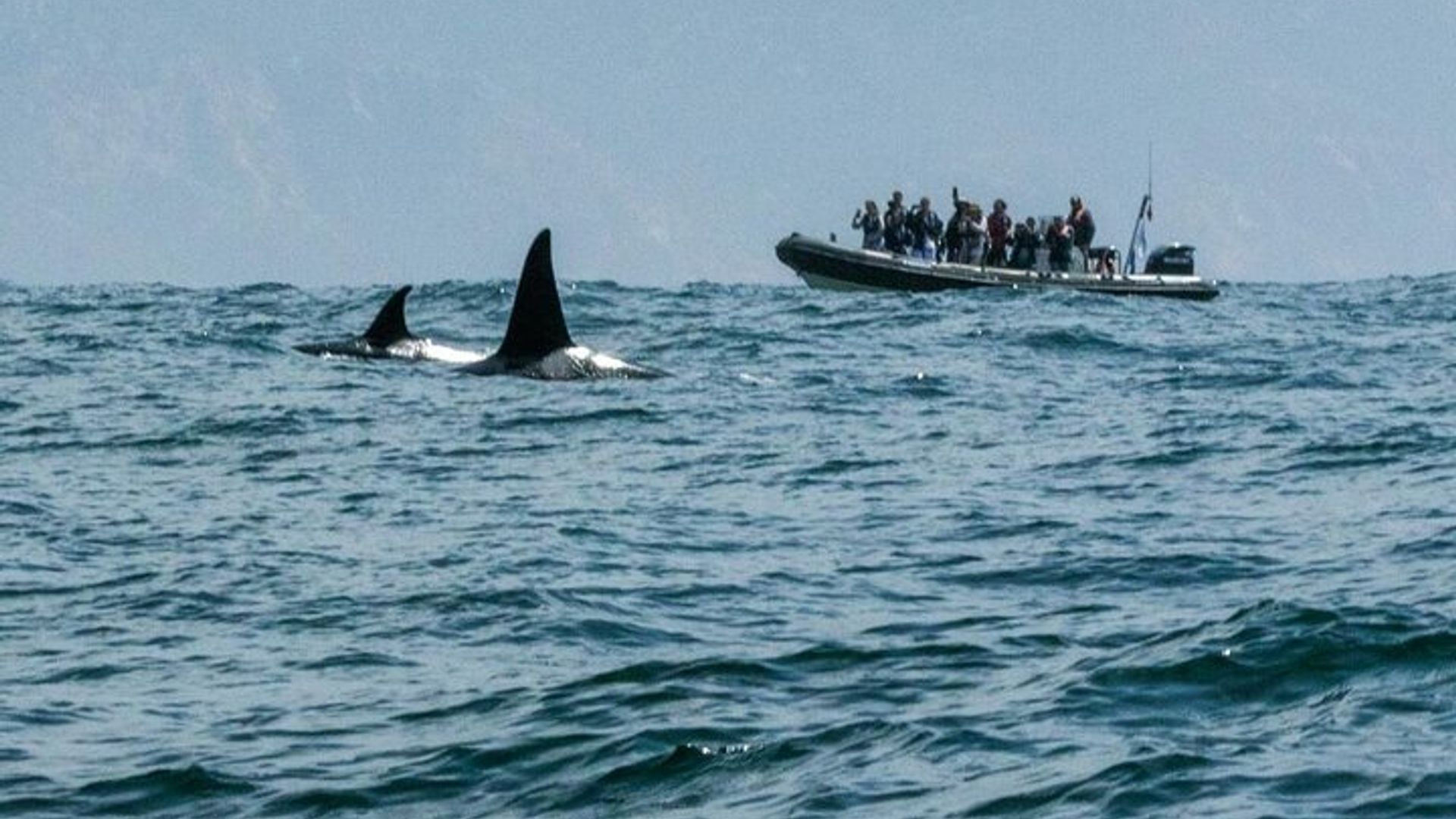 Crucero de avistamiento de delfines para grupos pequeños en Lisboa