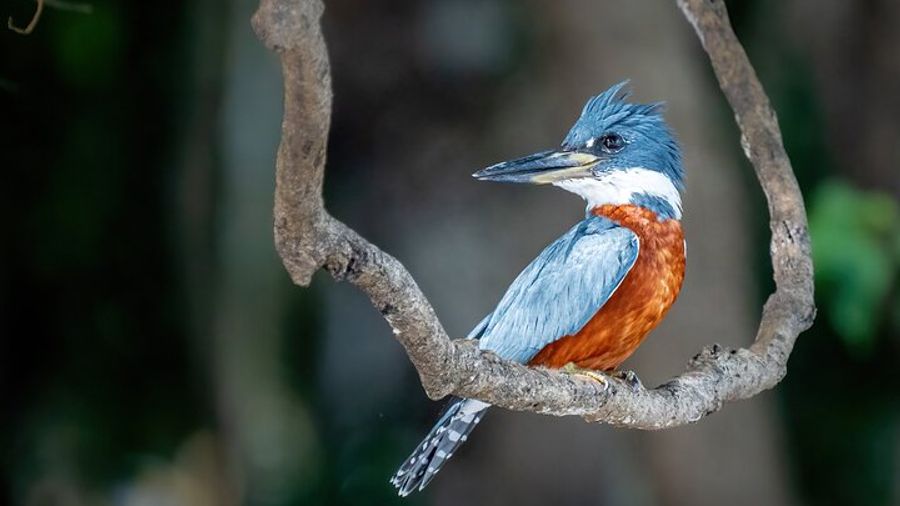 Explore the Amazon Jungle in Brazil