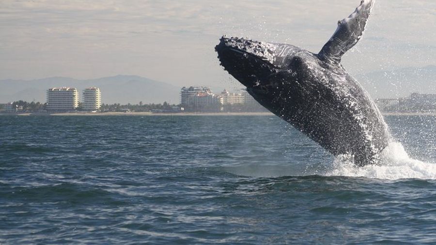 Puerto Vallarta Half-Day Small-Group Whale-Watching Tour