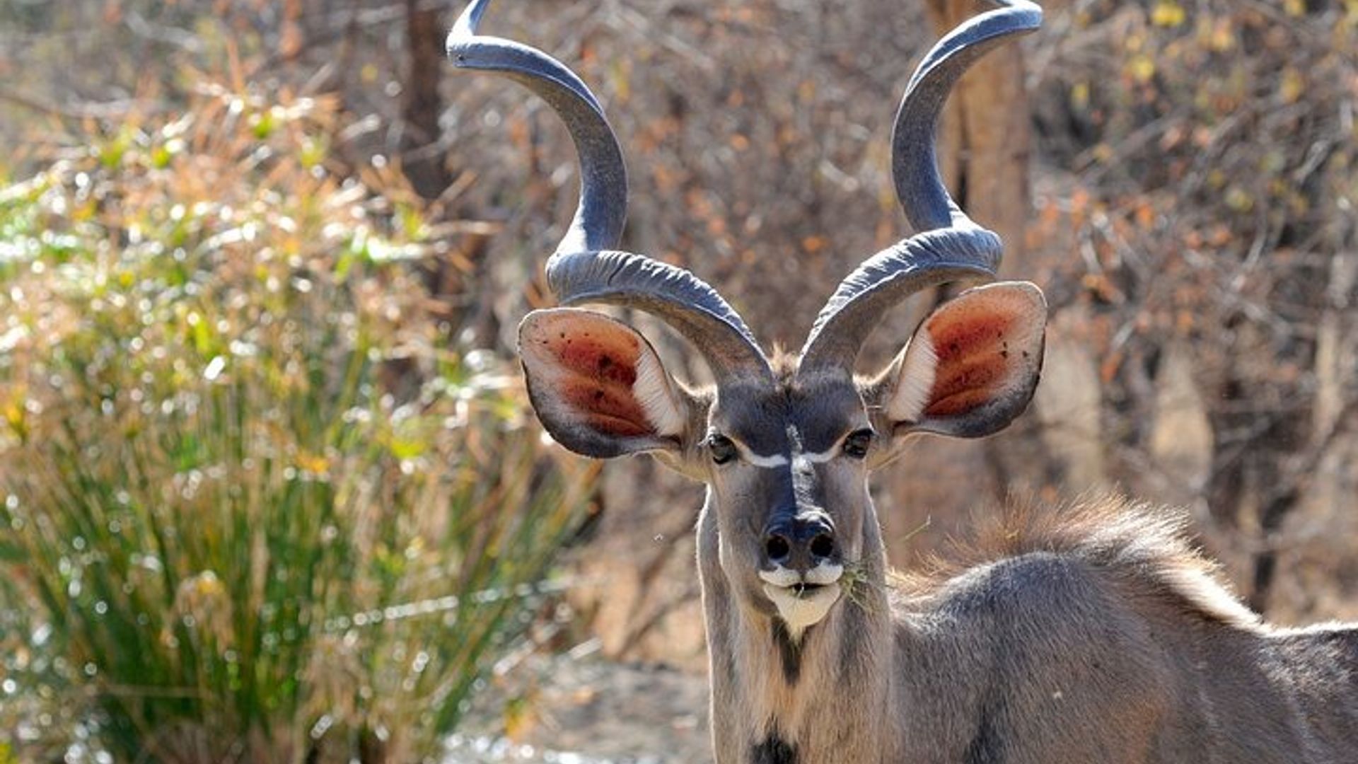 Victoria Falls Private 7-Day Botswana Highlights Safari