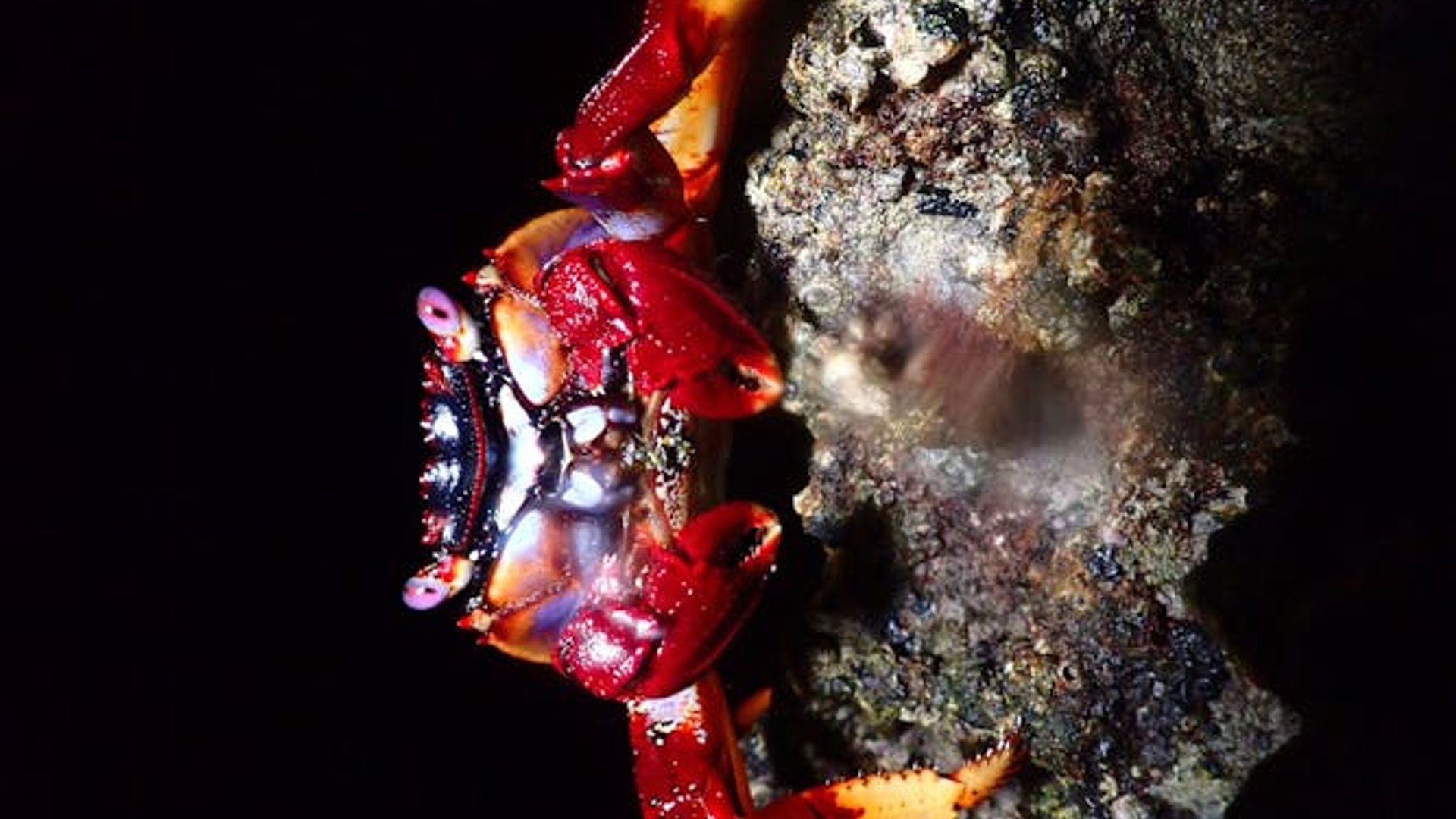 Night snorkelling tour