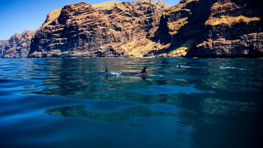 5 hour whale and dolphin watching on a catamaran