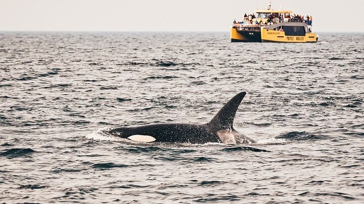 Vancouver: Half-Day Whale-Watching Catamaran Boat Tour